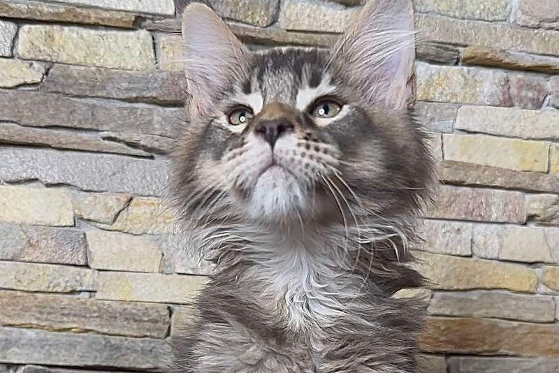 Quor Maine Coon male, black ticked tabby