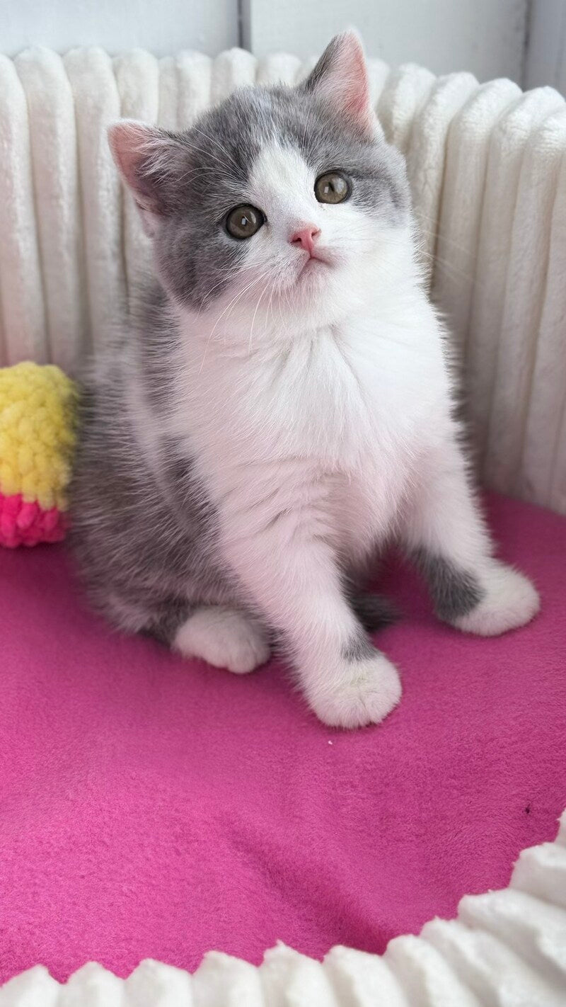 Alice Scottish Straight female, blue bicolour