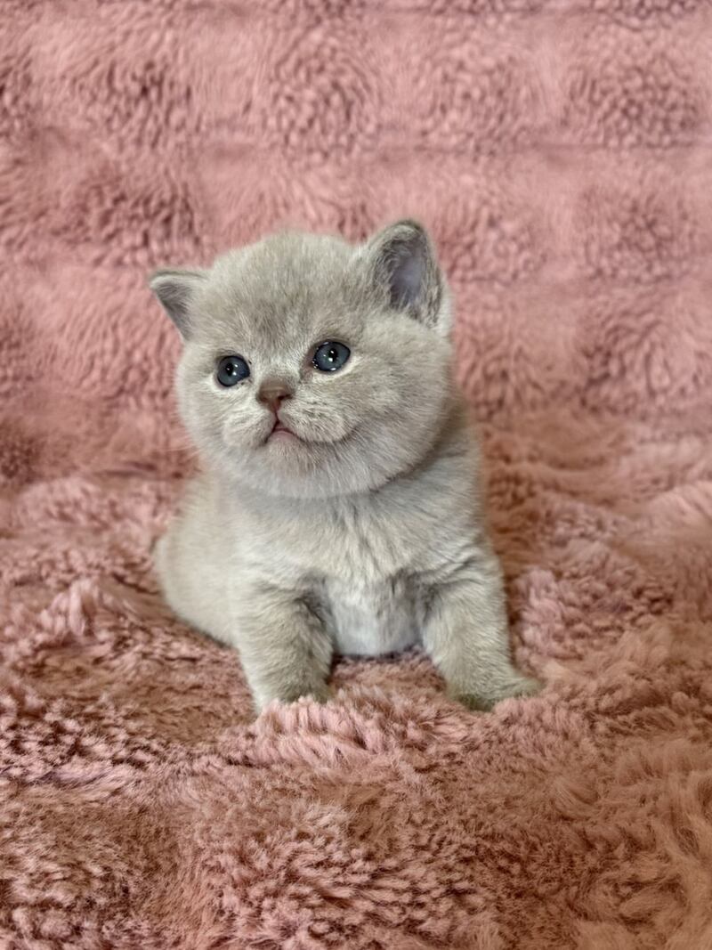 Boston British Shorthair male lilac - live animals