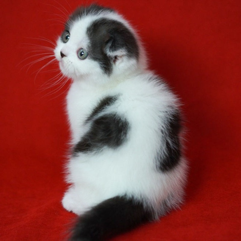 Tic Tac Scottish Fold male, black silver harlequin