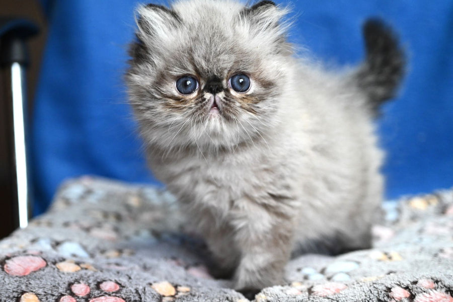 Jared Persian male black tabby pointed - live animals