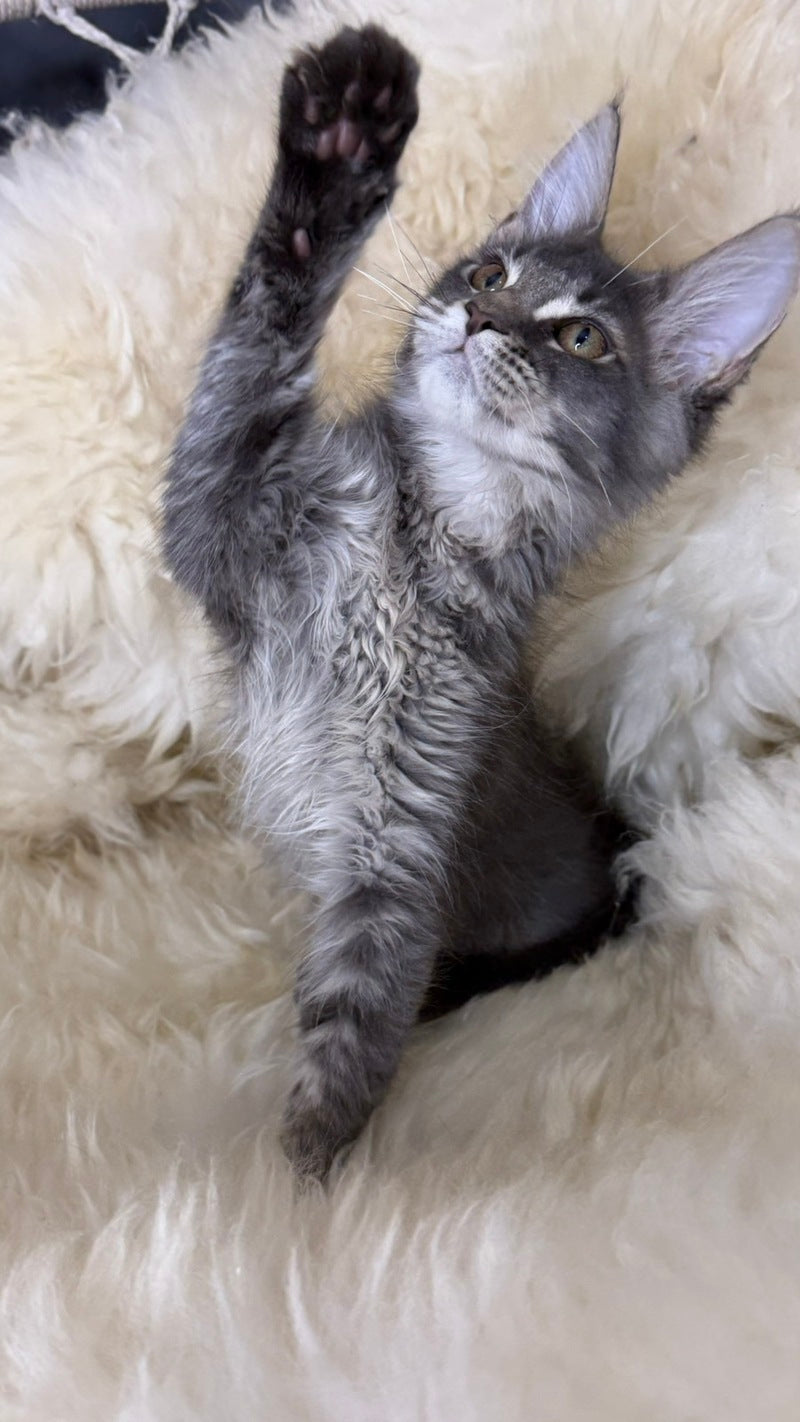 Quest Maine Coon male, blue ticked tabby