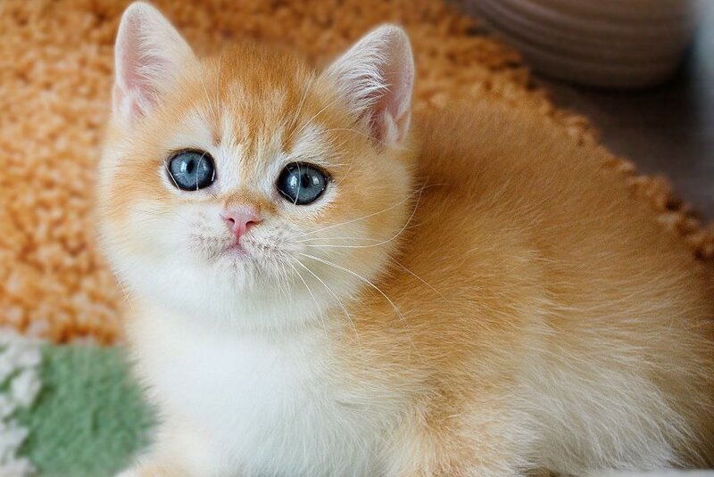 Vasyl British Shorthair male, black golden chinchilla