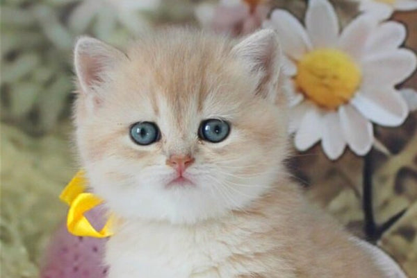 Fialka British Shorthair female blue golden chinchilla live animals