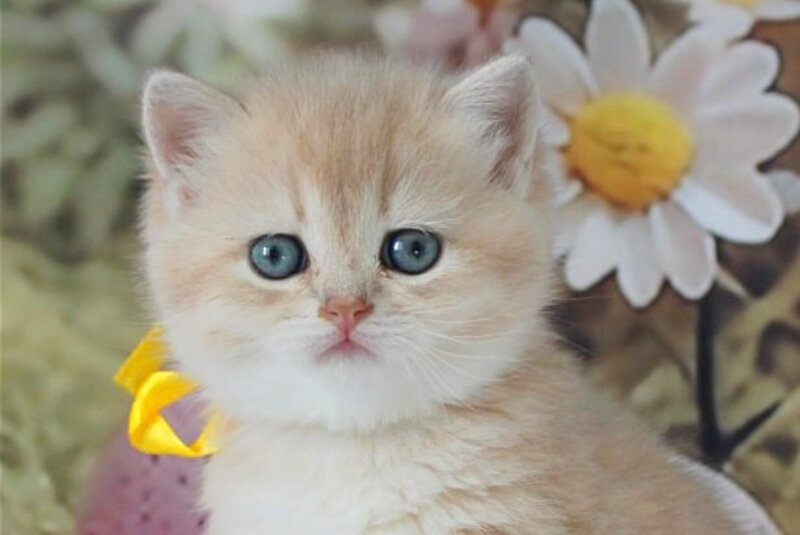 Fialka British Shorthair female blue golden chinchilla live animals