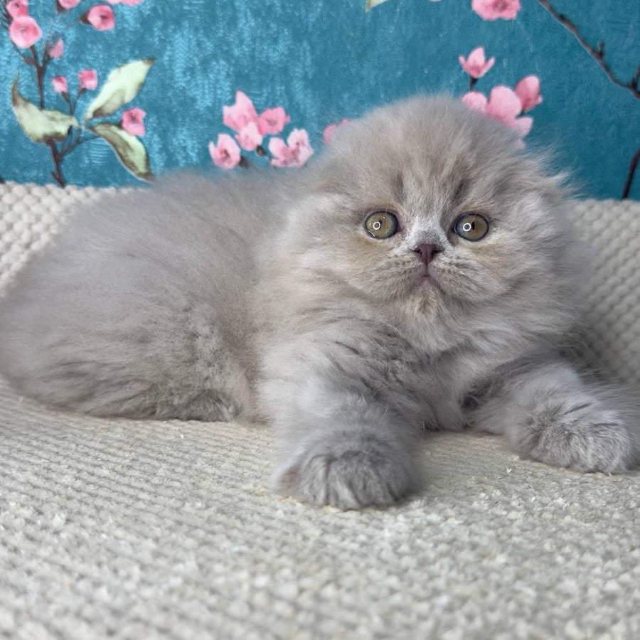 Kitty Scottish Fold female, lilac