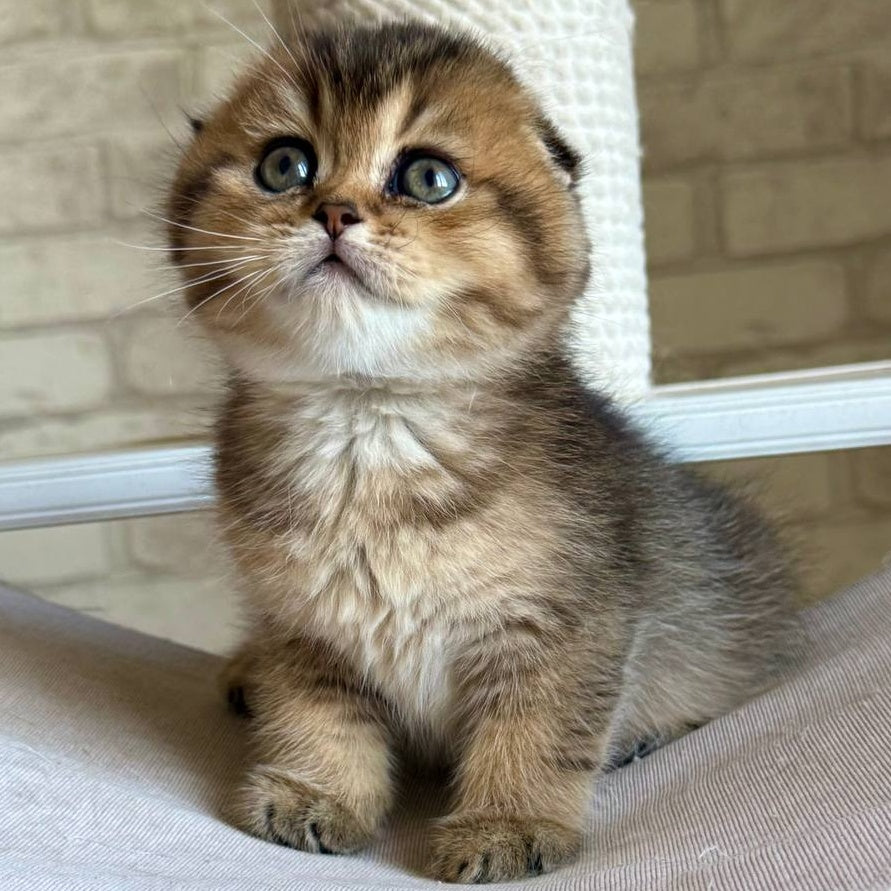 Fiona Scottish Fold female, black golden ticked tabby