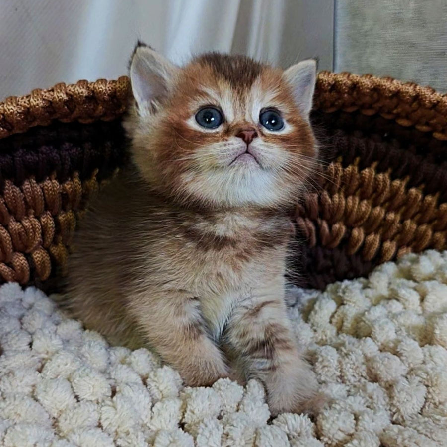 Urmala British Shorthair female, chocolate tortie ticked tabby