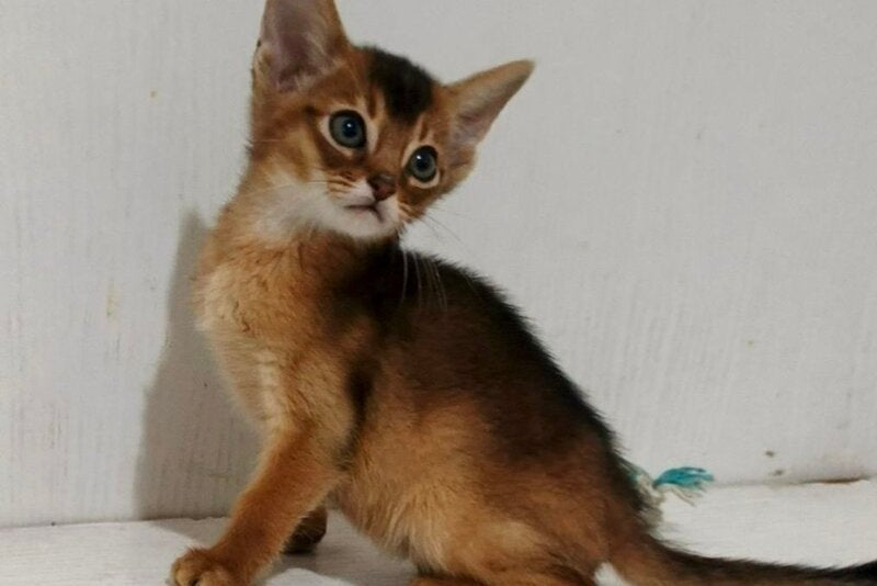 Gemma Abyssinian female ruddy - live animals