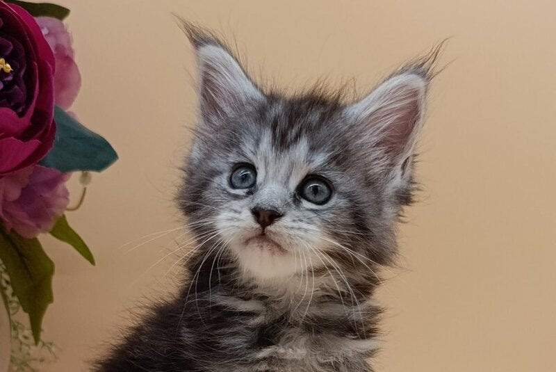 Danica Maine Coon female, black silver tabby