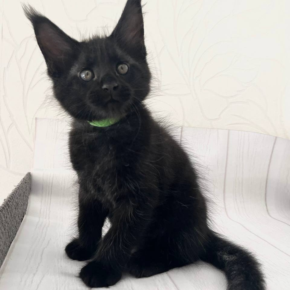 Jazz Maine Coon male, black