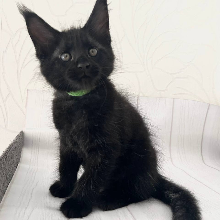 Jazz Maine Coon male, black