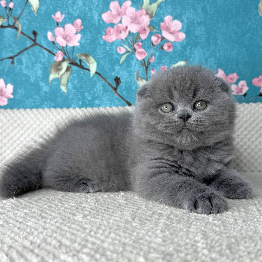 Kevin Scottish Fold male, blue
