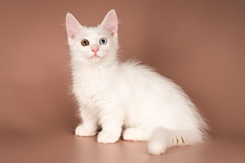 Amina Munchkin female, white