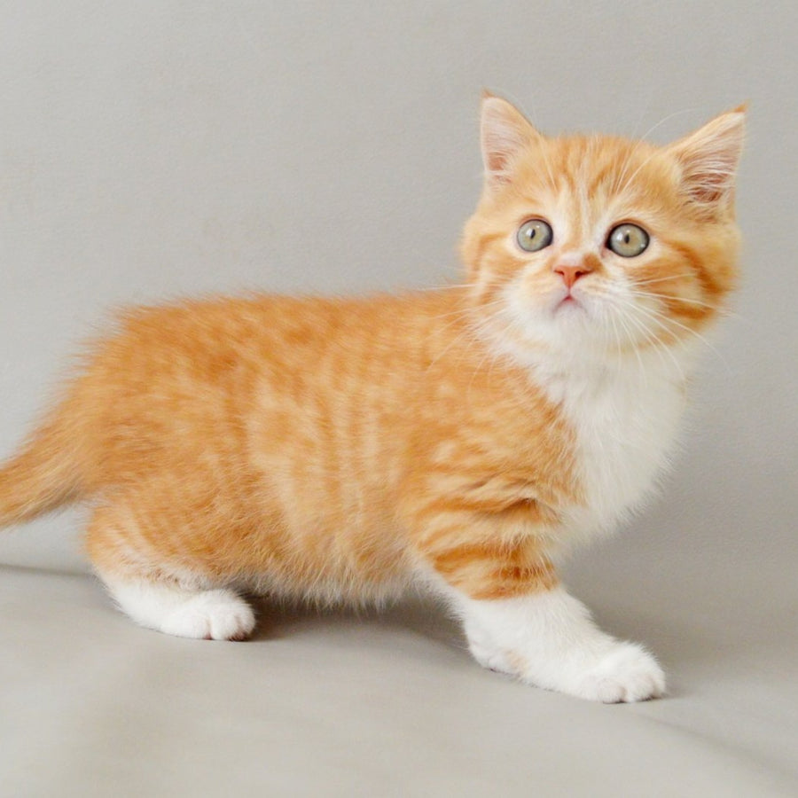Whiskey Scottish Straight male, red spotted tabby bicolour