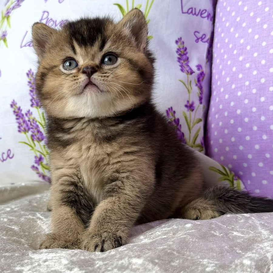Eminem British Shorthair male, black ticked tabby