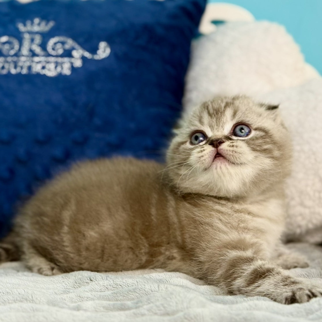 Jerry Scottish Fold male, chocolate tabby pointed