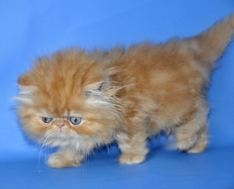 Dendi Persian male, red tabby
