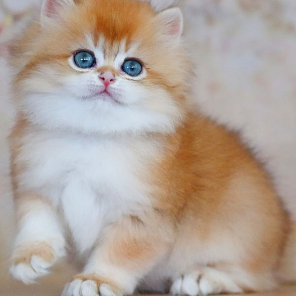 Yasmin British Longhair female, black golden shaded