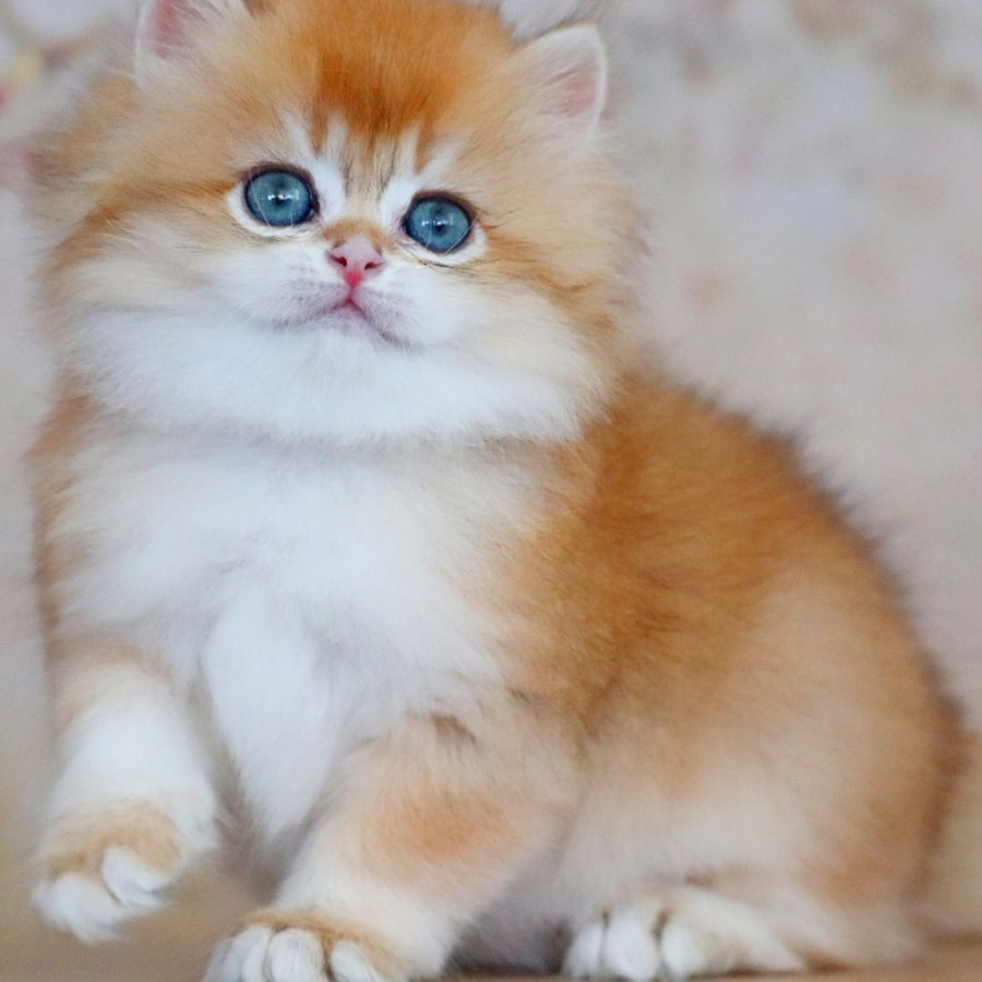 Yasmin British Longhair female, black golden shaded