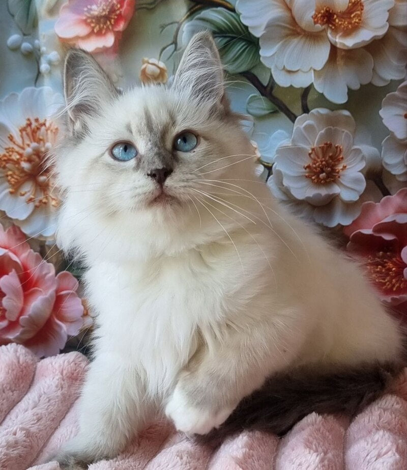 Pearl Siberian female, blue tabby pointed with white