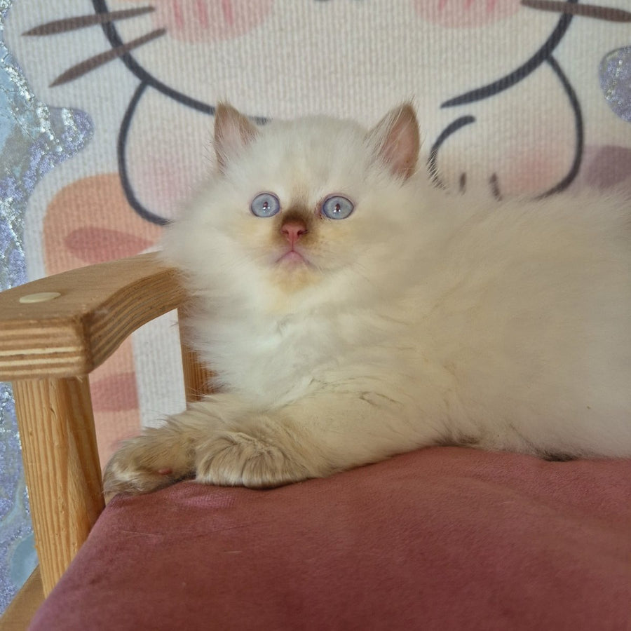 Damir British Longhair male, chocolate golden shaded pointed
