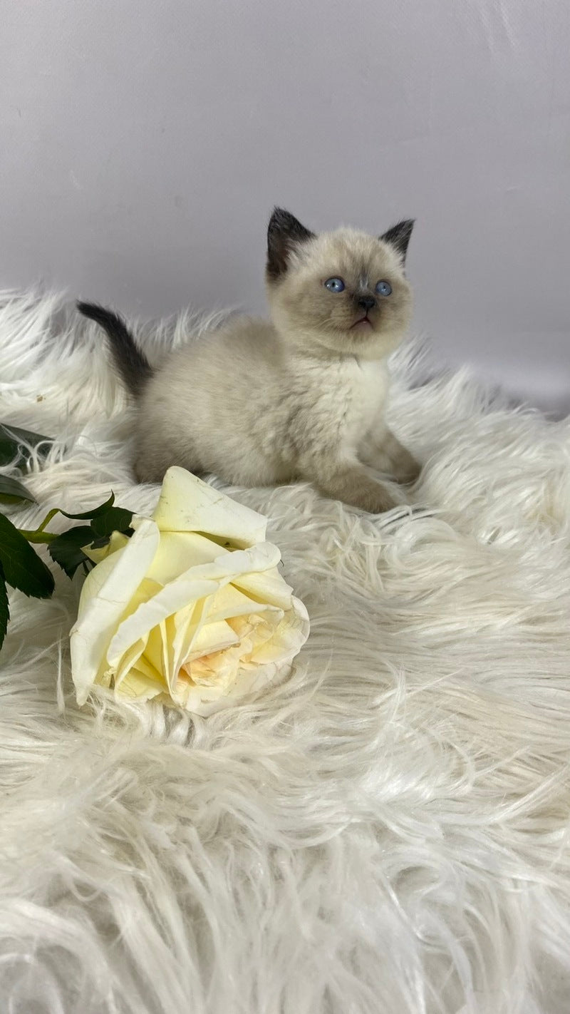 Dolce Vita Scottish Straight female, black pointed