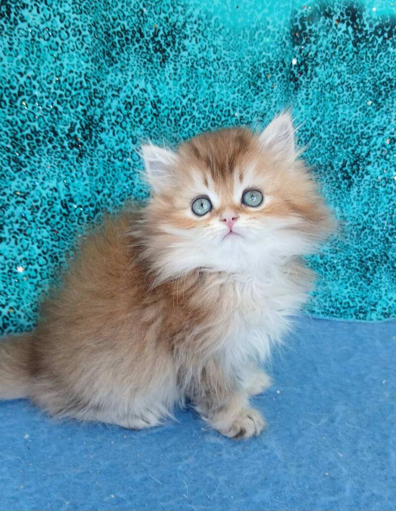 Vitas British Longhair female, black golden ticked tabby