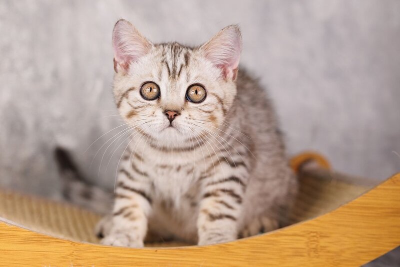Marsel Scottish Straight male, black silver spotted tabby