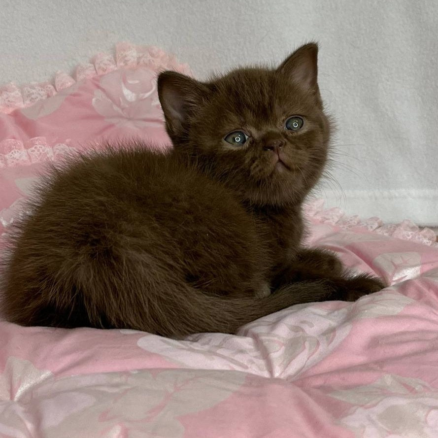 Butch British Shorthair male, chocolate