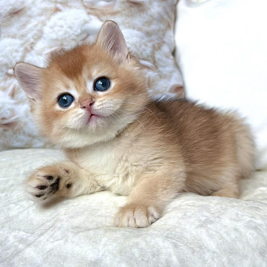 Oliver British Shorthair male, black golden chinchilla