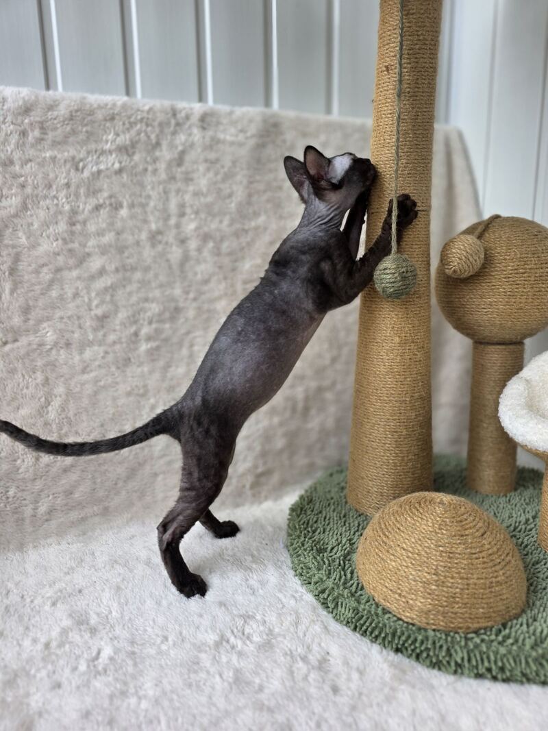 Carmensita Devon Rex female black - live animals