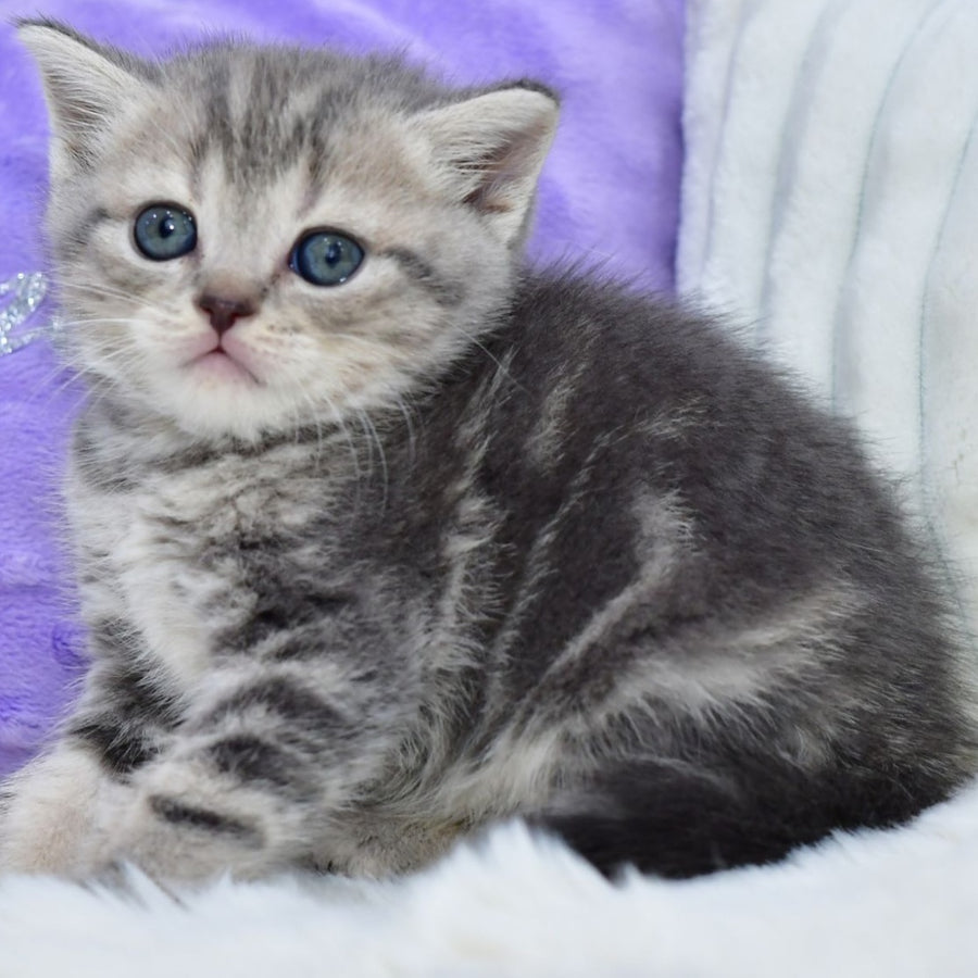 Laki Scottish Straight male, blue tabby