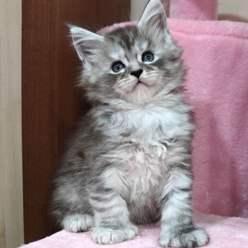 Favourite Maine Coon polydactyl 6x6x6x6 male, black silver ticked tabby