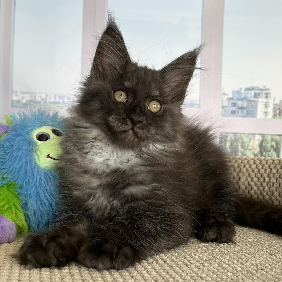 Ronald Maine Coon male, black silver