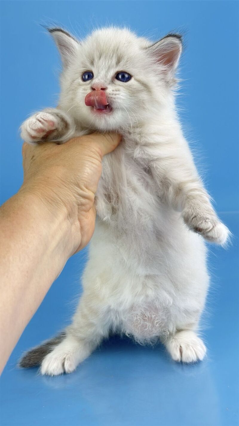 Winston Siberian male seal tabby pointed with white - live animals