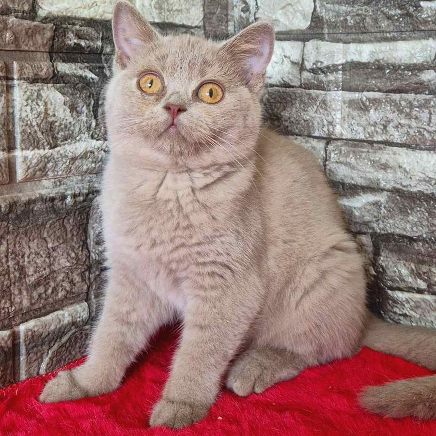 Deizy British Shorthair female, lilac