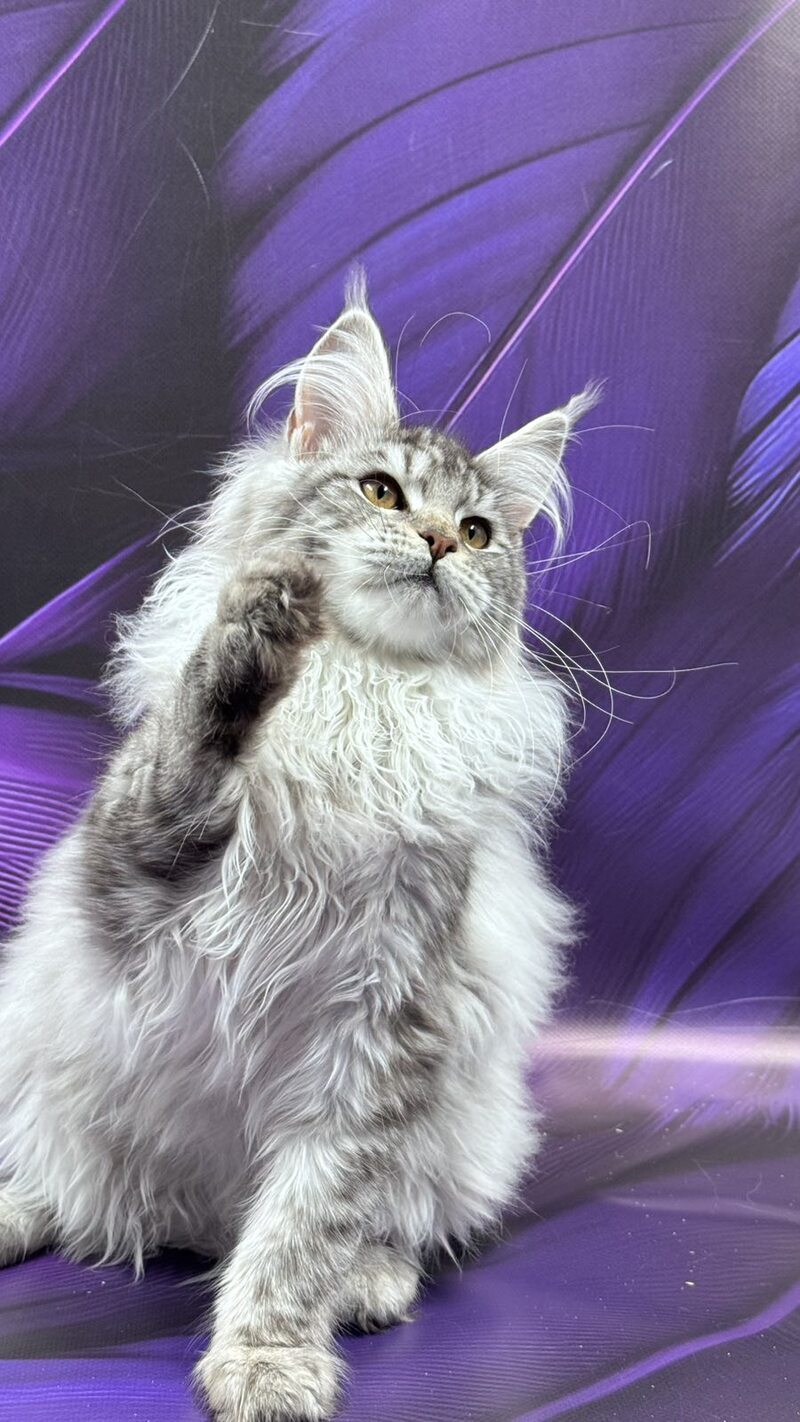 Malina Maine Coon female, black silver tabby