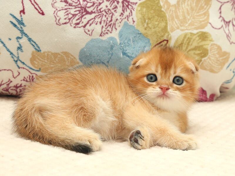 Zhan Scottish Fold male, black golden shaded