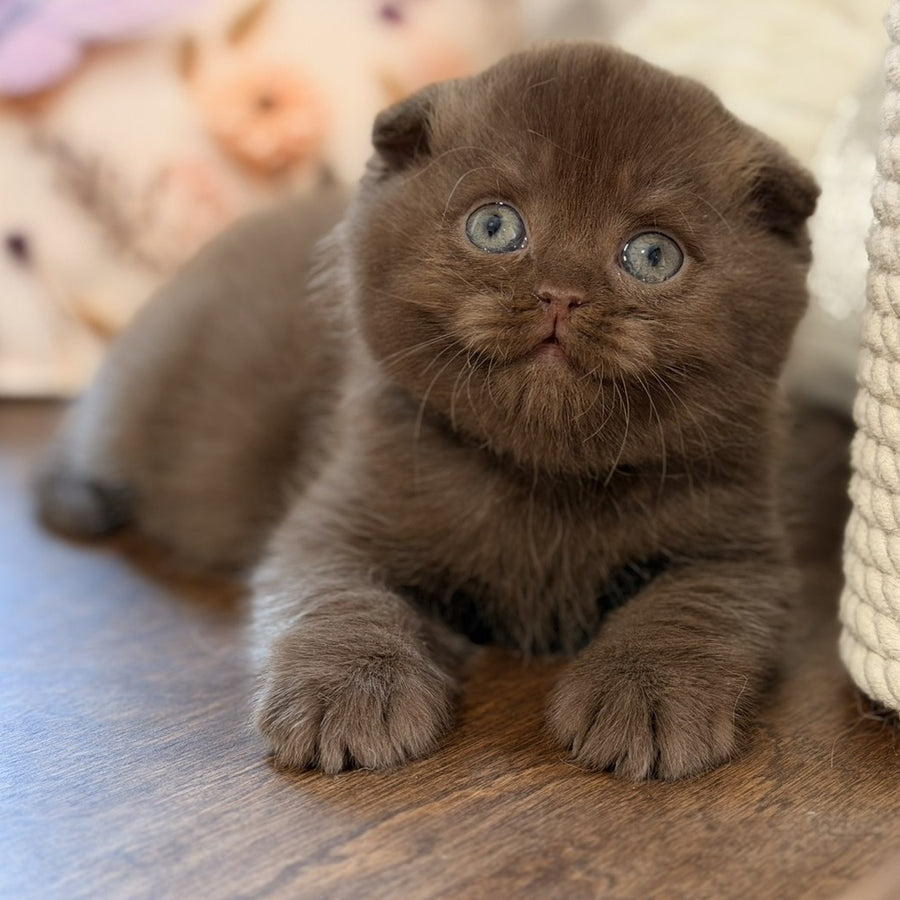 Tom Scottish Fold male, chocolate