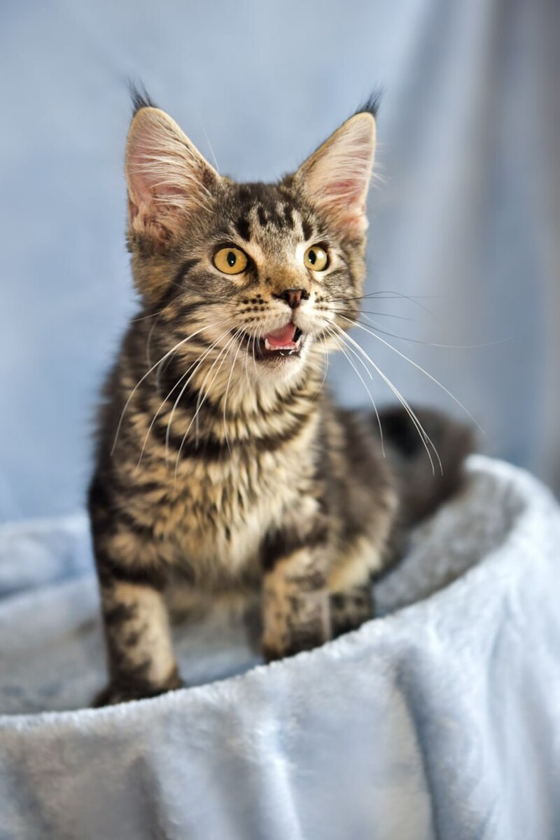 Uitni Maine Coon female, black tabby