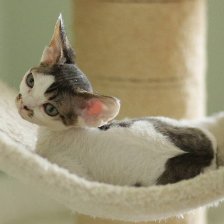 Ophelia Devon Rex female, black spotted tabby bicolour