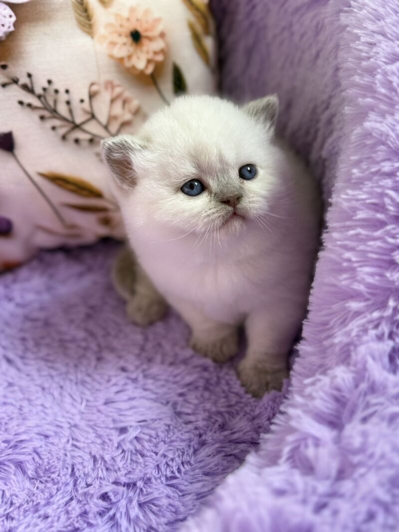 Beauty British Shorthair female fawn pointed - live animals