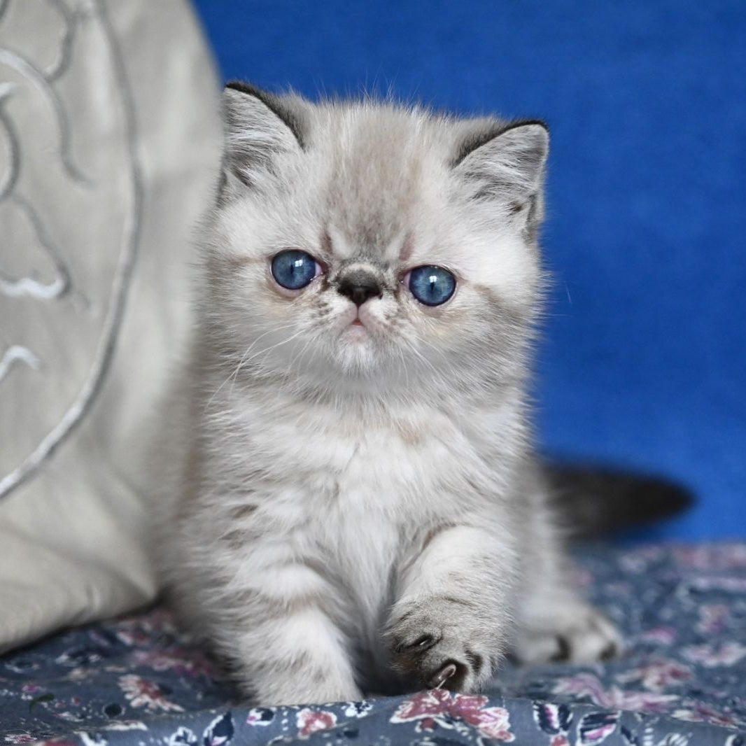 Aris Exotic male, black tabby pointed