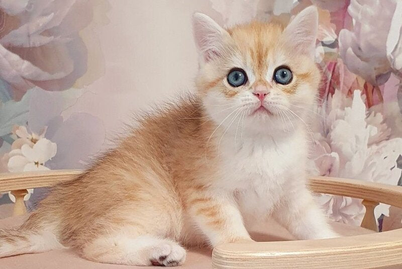 Ulman British Shorthair male, black golden spotted tabby