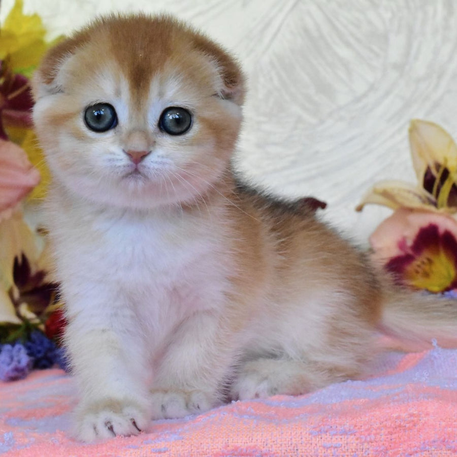 Eva Scottish Fold female, black golden chinchilla