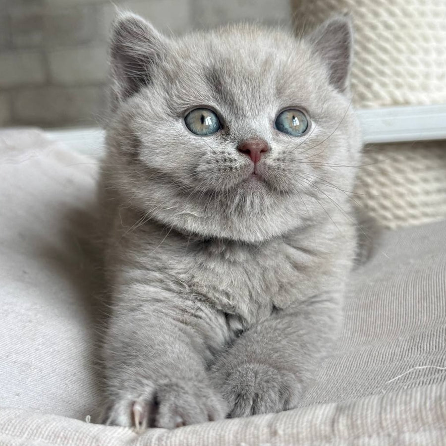 Bastian British Shorthair male, lilac