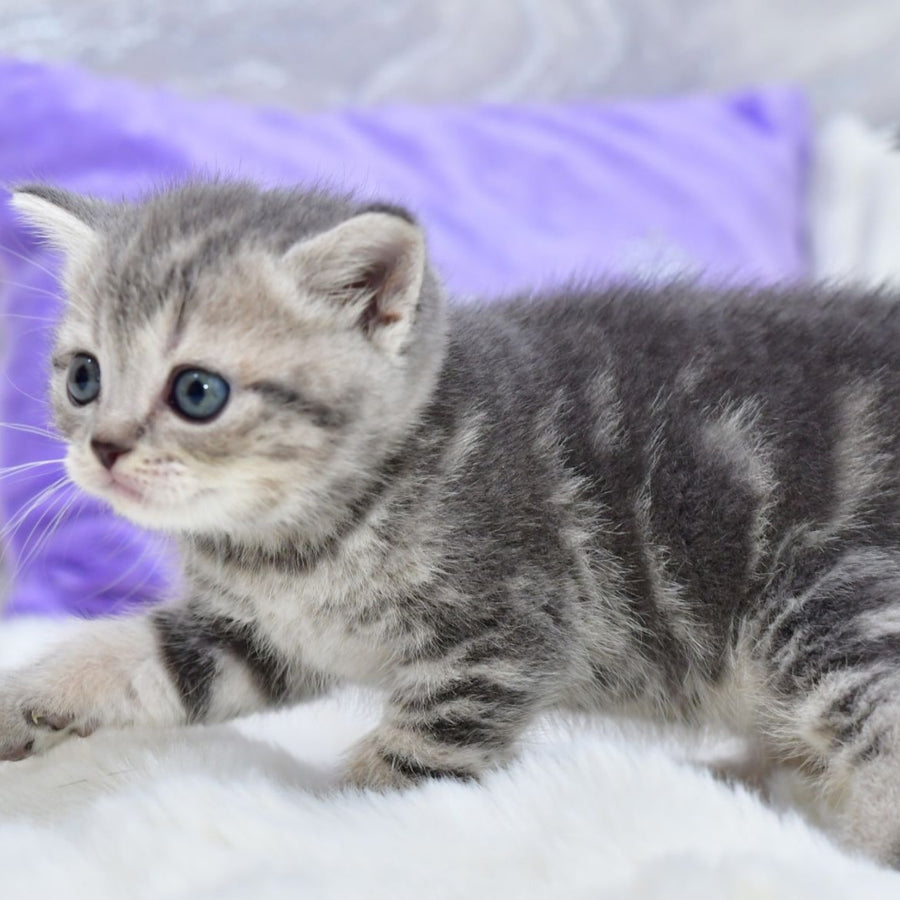 Laki Scottish Straight male, blue tabby