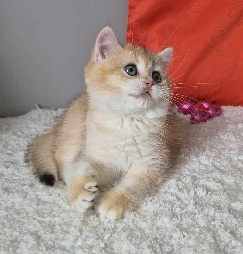 Mirabella British Shorthair female black golden chinchilla - live animals