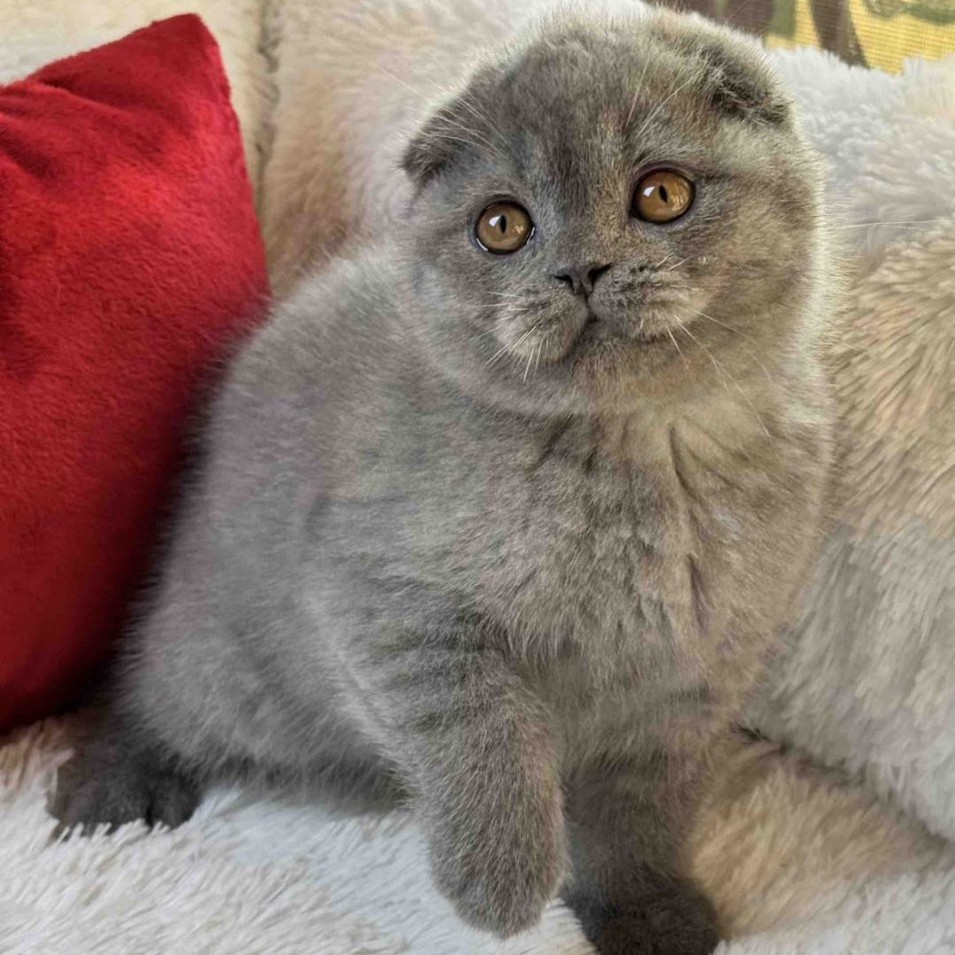 Xion Scottish Fold male, blue
